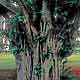 Tropical Banyan Ficus Tree Photograph