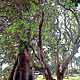 Tropical Banyan Ficus Tree Photograph
